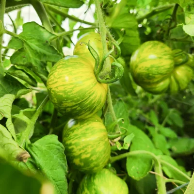 Tomate Bigarrée Mi-Saison Musk Zebra