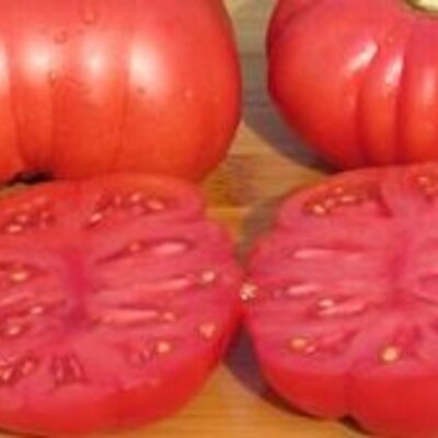 Tomate Rouge Mi-Saison Calabash Red