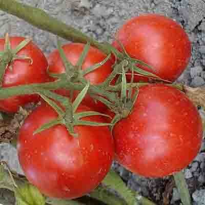 Tomates - Prevoskodnyj