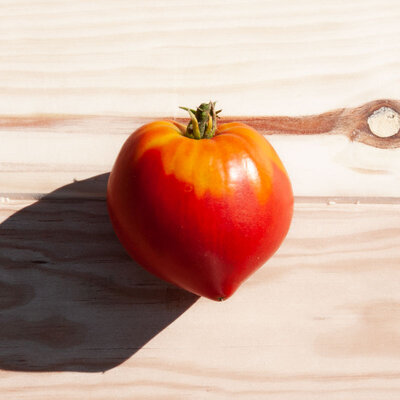 Tomates - Potiron Écarlate