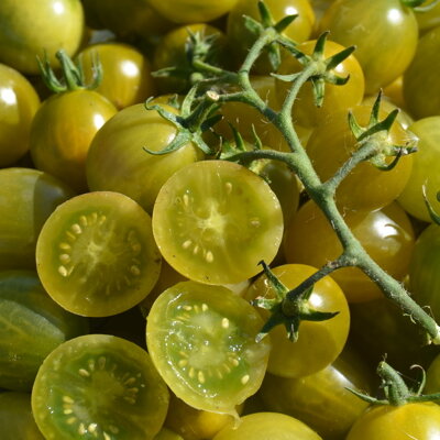 Tomates-Cerises - Verde Claro