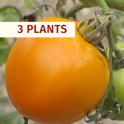 Tomates - Plants de Tomate Jaune Délice d'Or