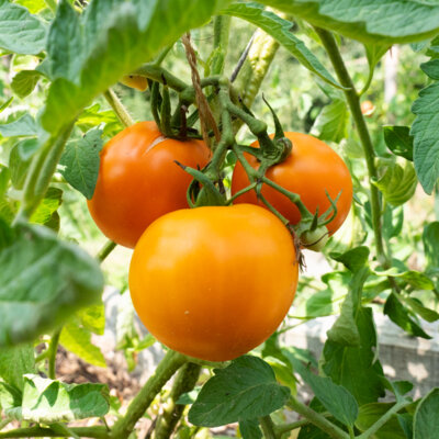 Tomate Orange Mi-Saison Moonglow