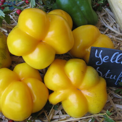 Tomate Jaune Mi-Saison Jaune à Farcir