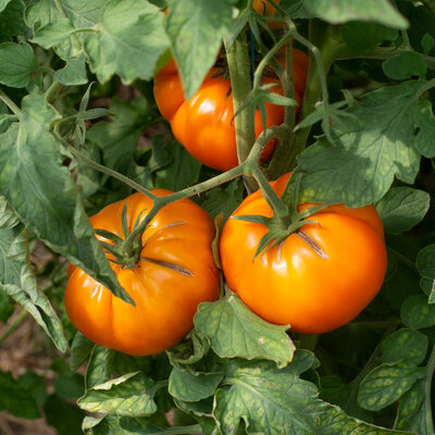 Tomate Orange Mi-Saison Tangerine