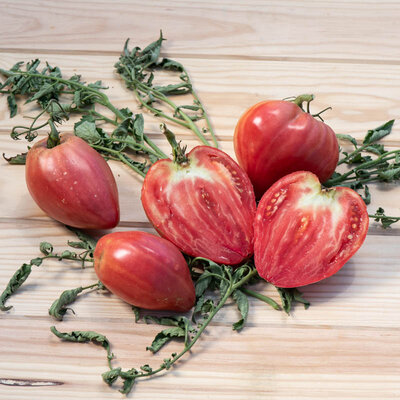 Tomate Rose Tardive Cœur de Bœuf Akers