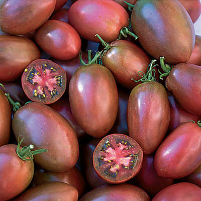 Tomates - Purple Russian