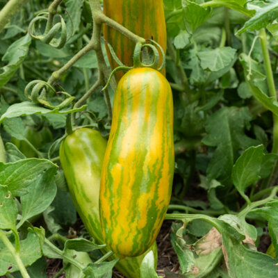 Tomate Verte Mi-Saison Green Sausage