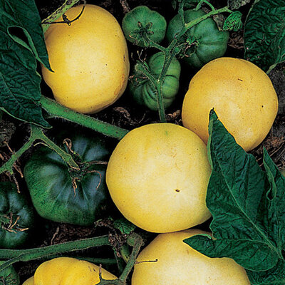 Tomate Blanche Mi-Saison White Potato Leaf