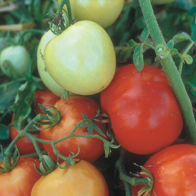 Tomates - Precocibec