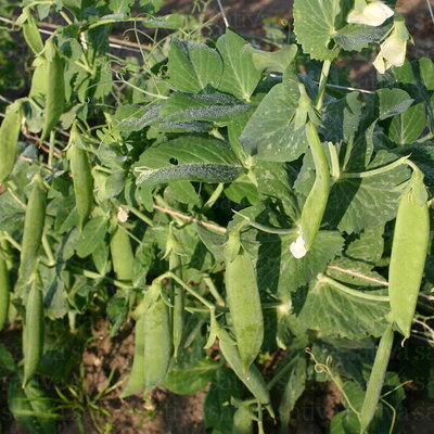 Pois à Écosser Nain Merveille de Kelvedon