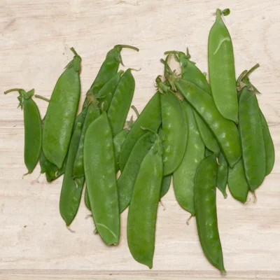 Pois Gourmand À Rames Corne de Bélier