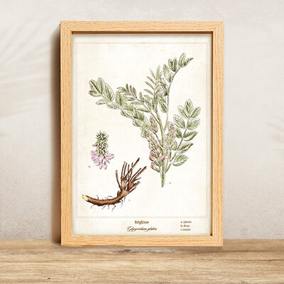 Affiche A4 "Réglisse"