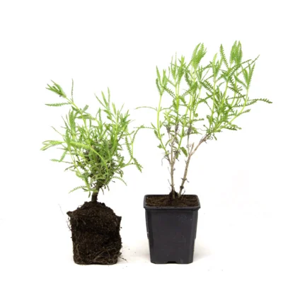 Lavande dentelle 2 plants bio