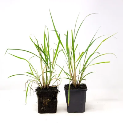 Citronnelle 2 plants bio