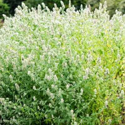 Nepeta Cataire 2 plants bio