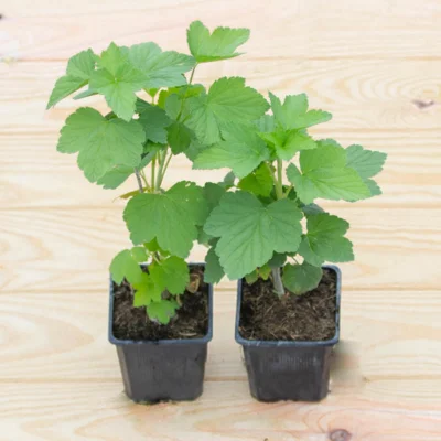 Cassissier "Noir de Bourgogne" 2 plants bio