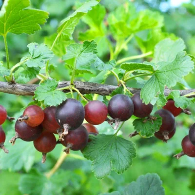 Caseille "Anita" 2 plants bio