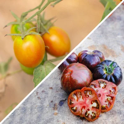 Tomates « Coups de Coeur des producteurs » 3 plants bio