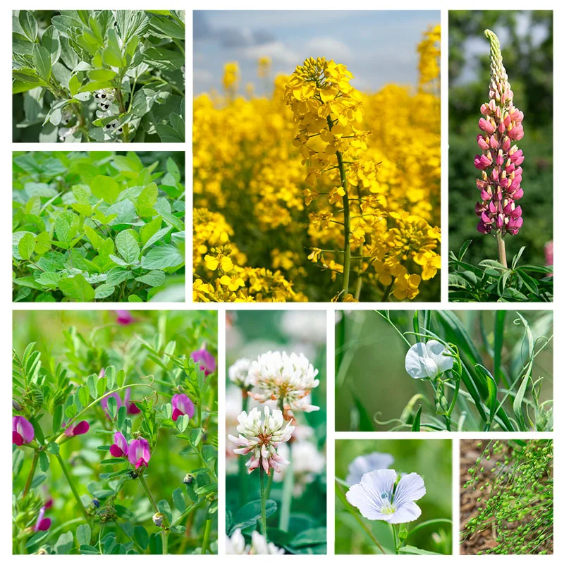 Mélange d'engrais verts - Plantes Compagnes et Utiles Plantes compagnes et utiles 10 m2