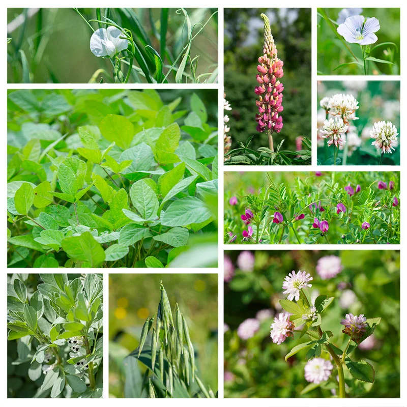 Mélange d'engrais verts - Spécial Printemps et Été Spécial printemps et été 14 m2