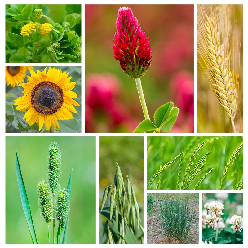 Mélange d'engrais verts - Plantes Compagnes et Utiles Plantes compagnes et utiles 10 m2