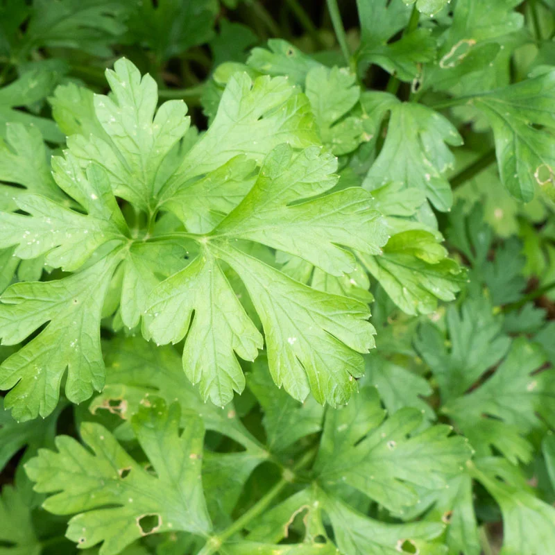 Persil - Géant d’Italie