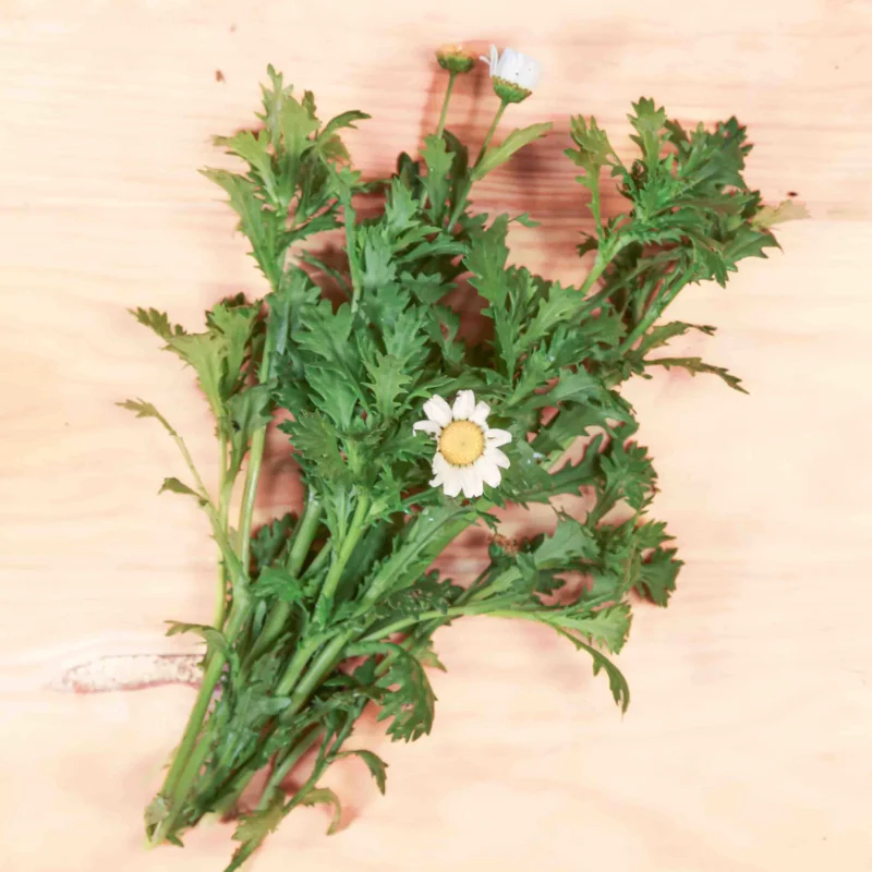 Pyrèthres - Pyrèthre de Dalmatie