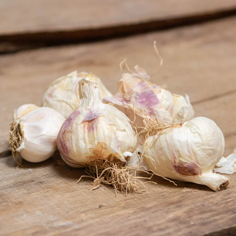 Bulbes d'ail - Bulbes d’Ail blanc d'automne "Thermidrome” bio – 250 g
