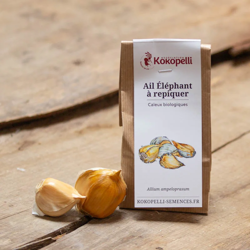 Bulbes d'ail - Caïeux d'Ail Éléphant bio - Allium ampeloprasum 2 caïeux ail éléphant