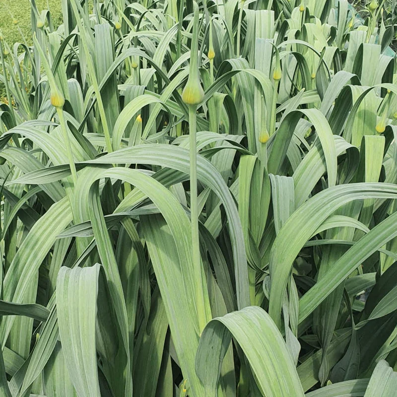 Bulbes d'ail - Caïeux d'Ail Éléphant bio - Allium ampeloprasum 2 caïeux ail éléphant