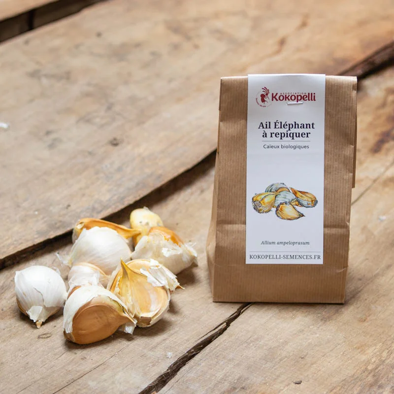 Bulbes d'ail - Caïeux d'Ail Éléphant bio - Allium ampeloprasum 10 caïeux ail éléphant