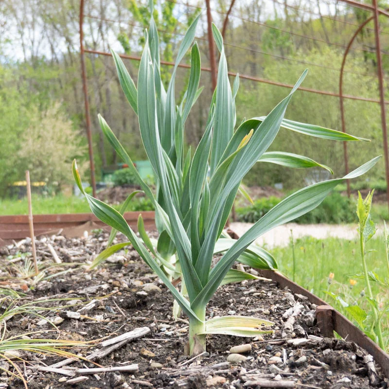 Bulbes d'ail - Caïeux d'Ail Éléphant bio - Allium ampeloprasum 10 caïeux ail éléphant
