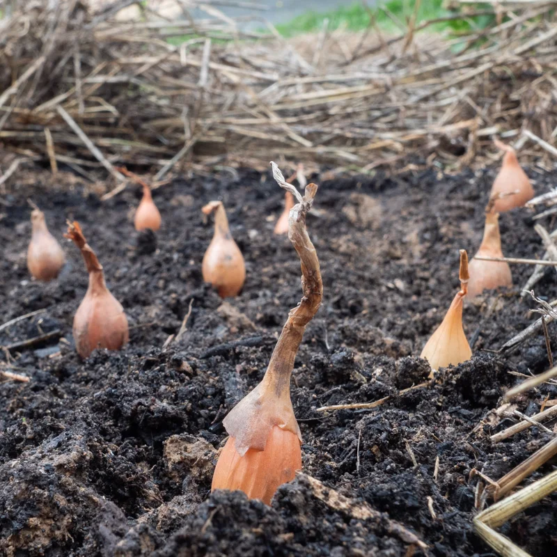 Bulbes d'oignons - Bulbes d’Oignons "Setton” bio - 250 g