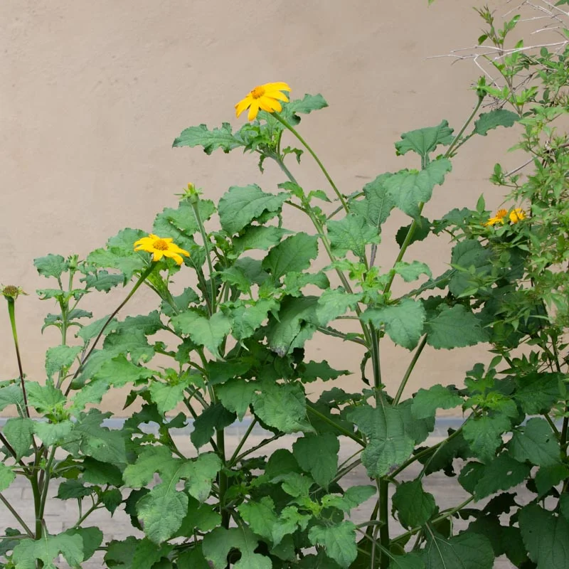 Tournesol mexicain - Yellow Torch