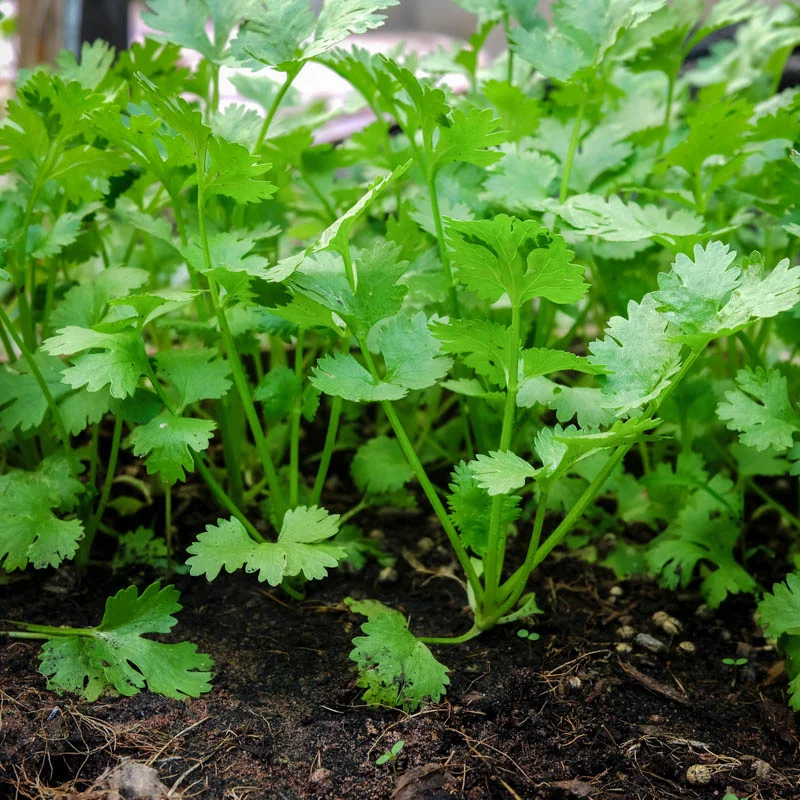 Coriander - 