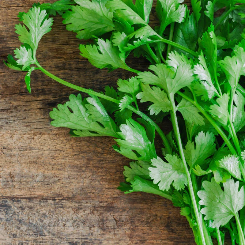 Coriander - 