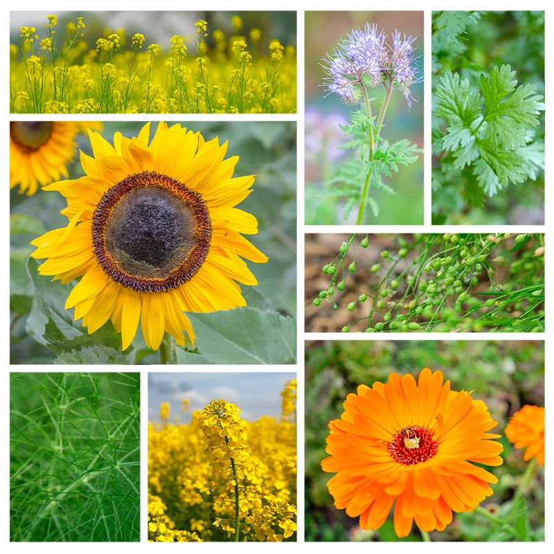 Mélange d'engrais verts - Spécial Printemps et Été Spécial printemps et été 14 m2