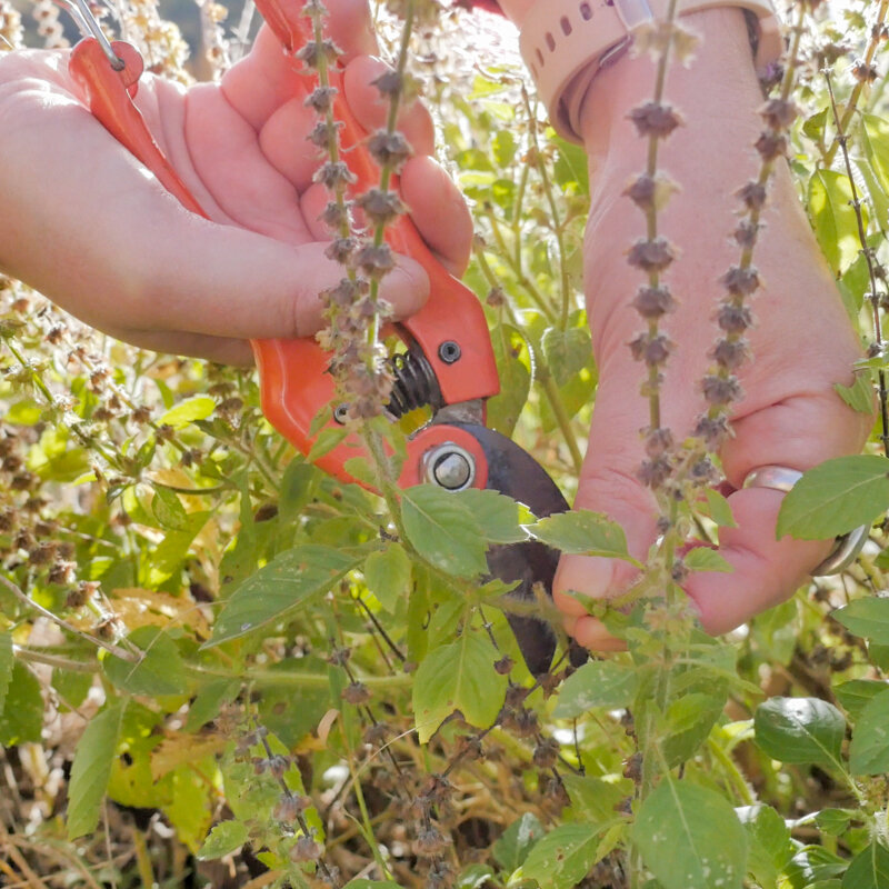 Ateliers - Atelier - Promenade et cueillette de plantes comestibles sauvages - 3h Atelier - mardi 16 avril 2024 à 10h