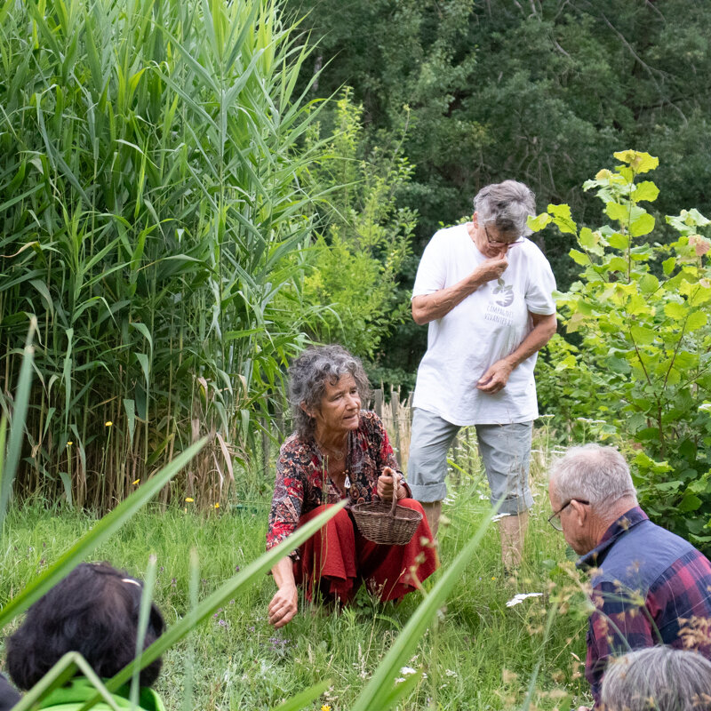 Ateliers - Atelier - Promenade et cueillette de plantes comestibles sauvages - 3h Atelier - vendredi 31 mai 2024 à 10h