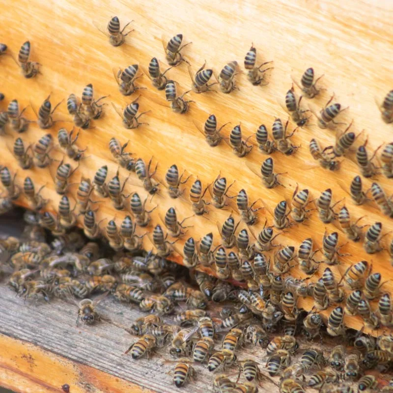 Ateliers - Atelier - Initiation à l’apiculture - 3h Samedi 2 août 2025