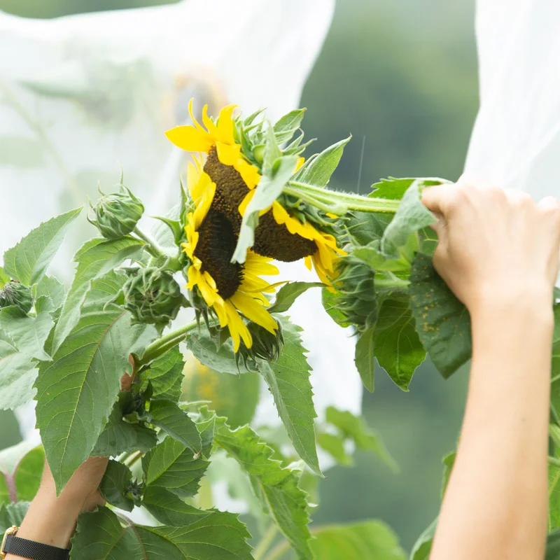 Ateliers - Atelier Kokopelli - La pollinisation manuelle - 3h Atelier - vendredi 8 août 2025 à 9h30