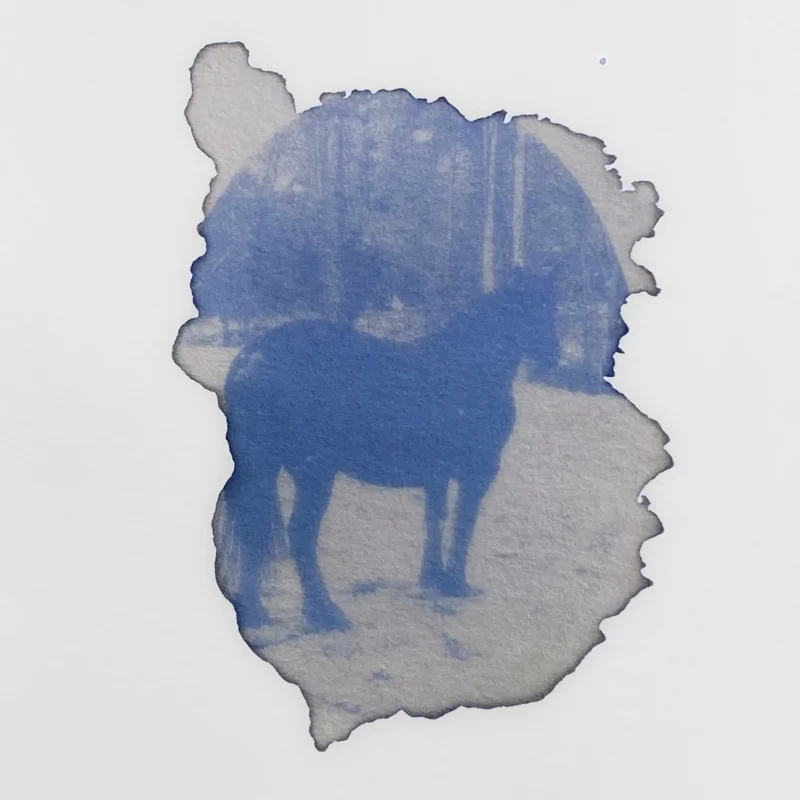 Ateliers - Atelier - Anthotype - initiation à la photographie végétale - 3h Atelier - samedi 26 juillet 2025 à 9h30