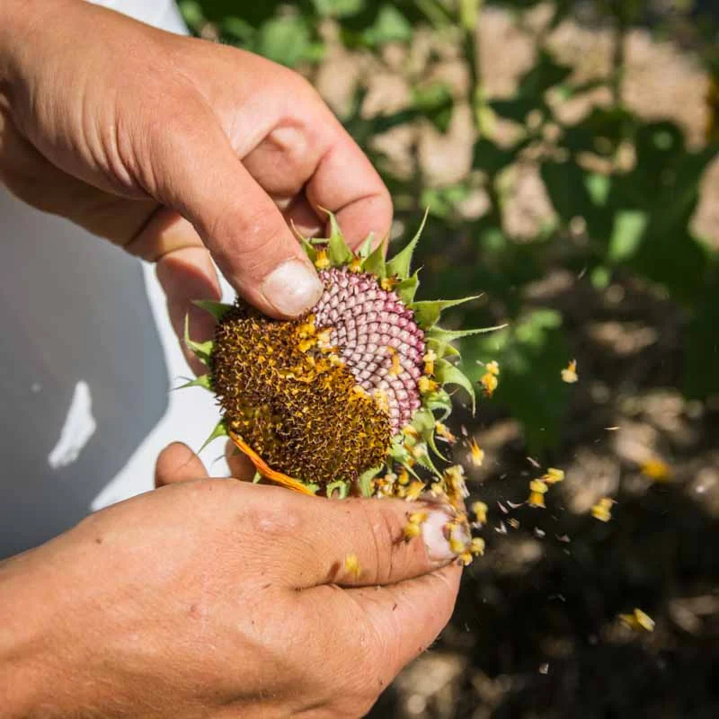 Ateliers - Atelier — Récoltez vos propres semences - 3h Atelier - vendredi 17 octobre 2025 à 9h30