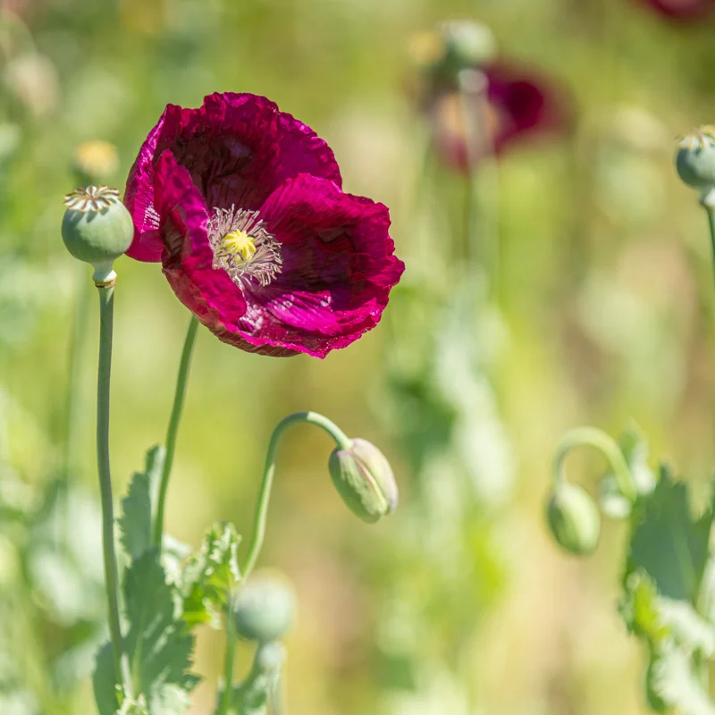 Pavots - Laureen’s Grape
