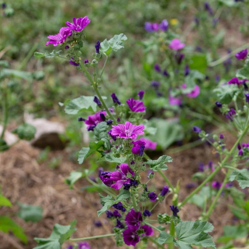 Mauves - Grande Mauve