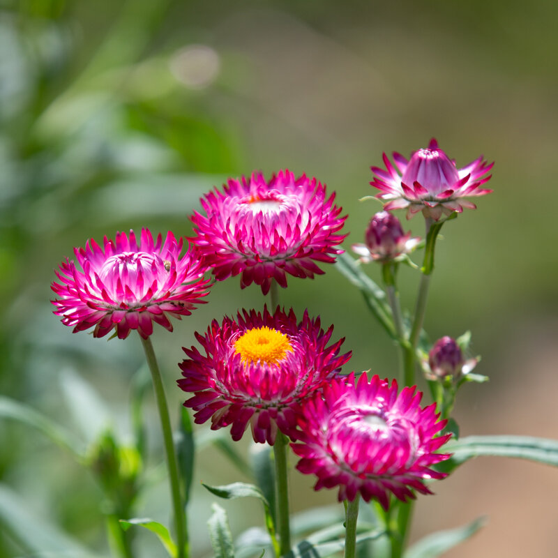 Immortelles - Monstruosum Tall Mix