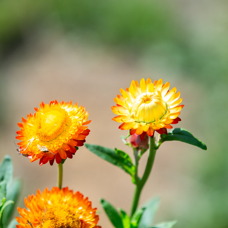 Immortelles - Monstruosum Tall Mix