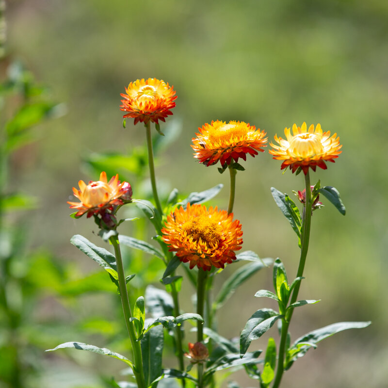 Immortelles - Monstruosum Tall Mix