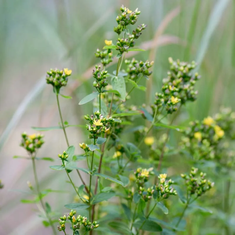 Millepertuis - Millepertuis Ponctué